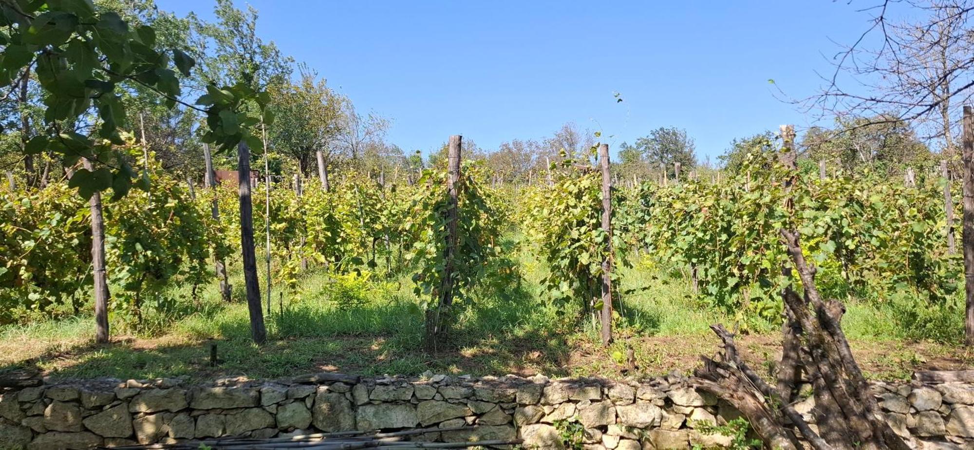 Kutaisi Countryside Guesthouse And Winery Nakhshirghele Kültér fotó